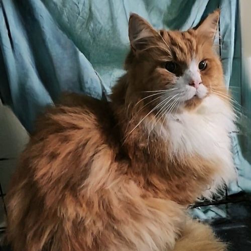 🦁 Leo 🦁 
