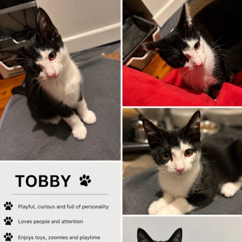 Tobby 