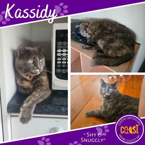 Kassidy