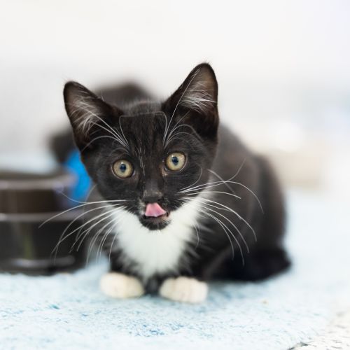 Mittsie