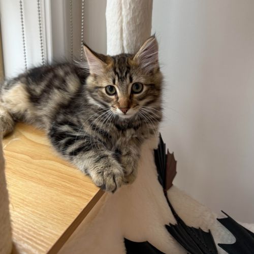 Berlioz