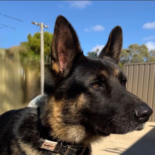 Tyson