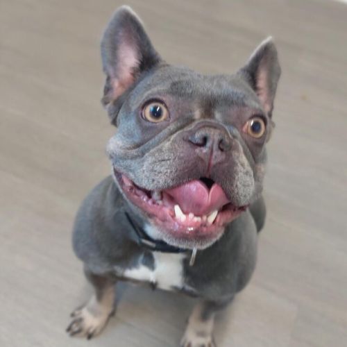 Ella