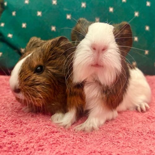No photo for Walnut And Oakley