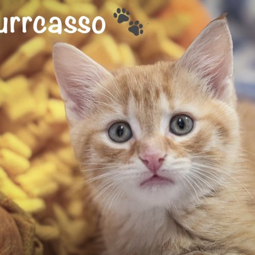 Purrcasso