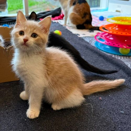 Nori ** 2nd Chance Cat Rescue**