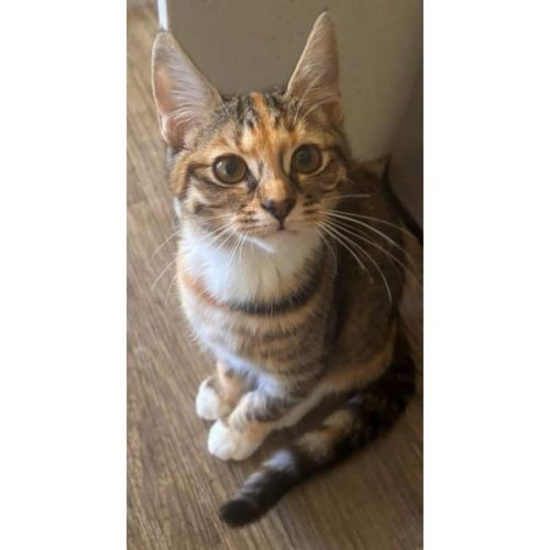 13695 - Hattie