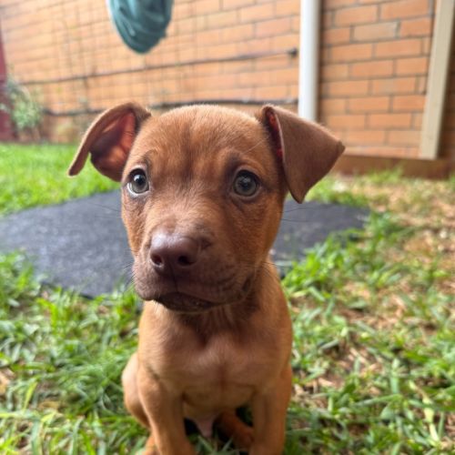 Scout