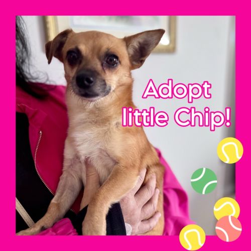 Chip