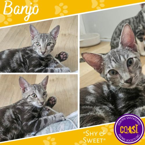 Banjo