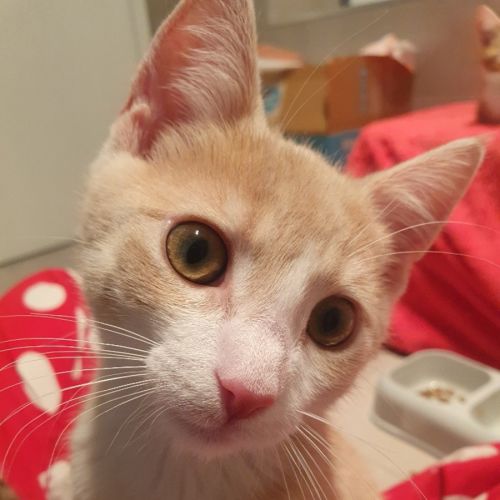 Sweet Potato
