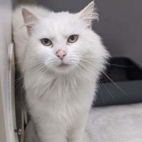 Snowie