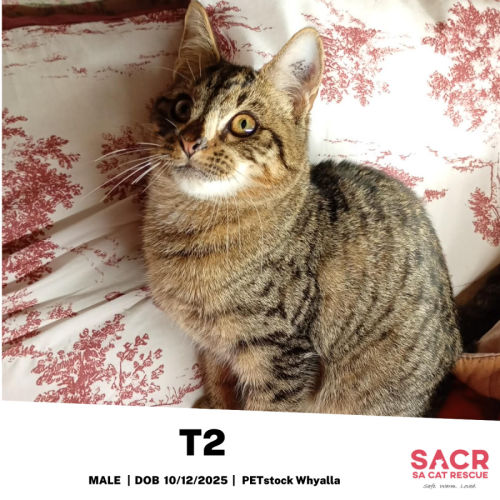 T2