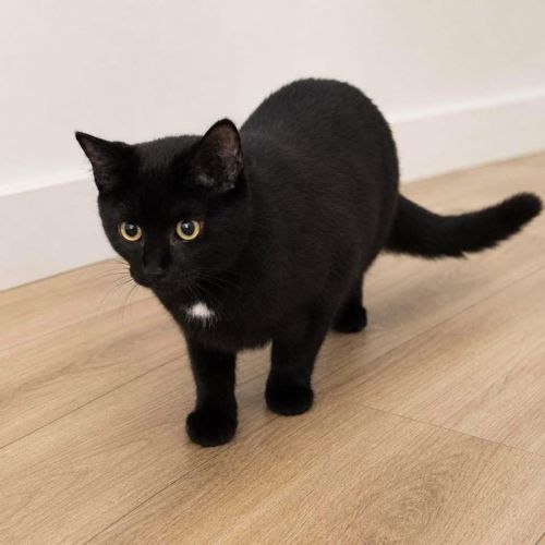 13677 - Onyx
