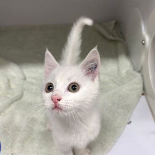 Stuart Little