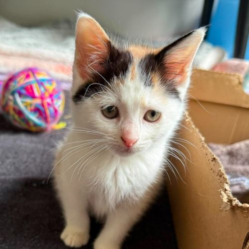 Tihany ** 2nd Chance Cat Rescue **