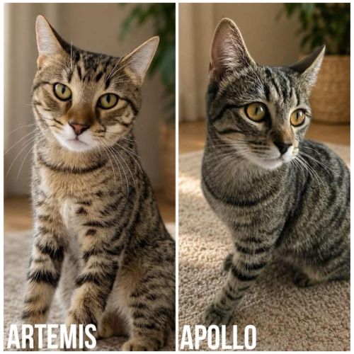 14115 & 14116 - Artemis & Apollo