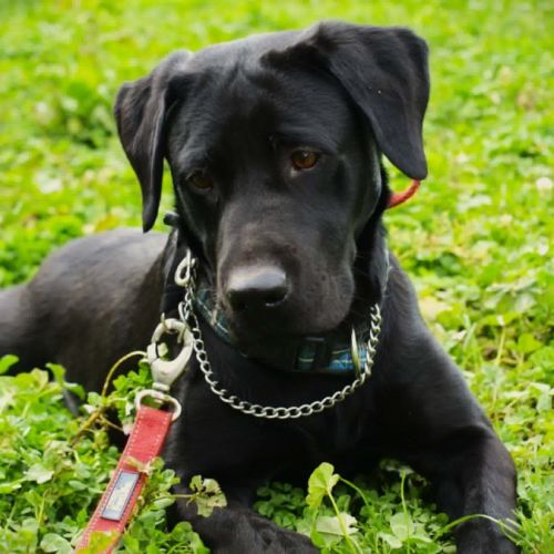 Max 