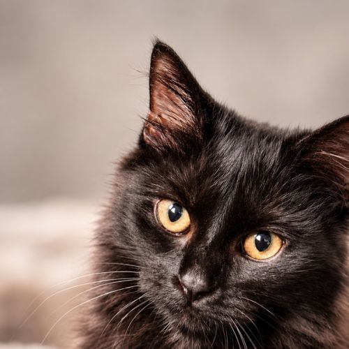 Henrietta