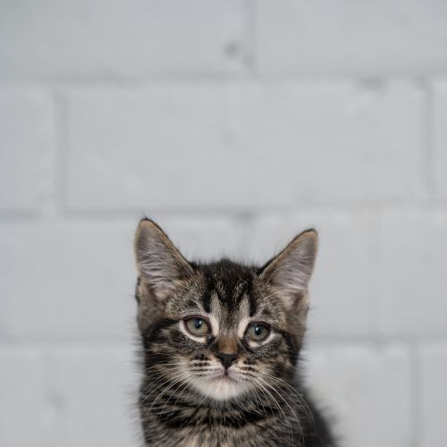 Tom