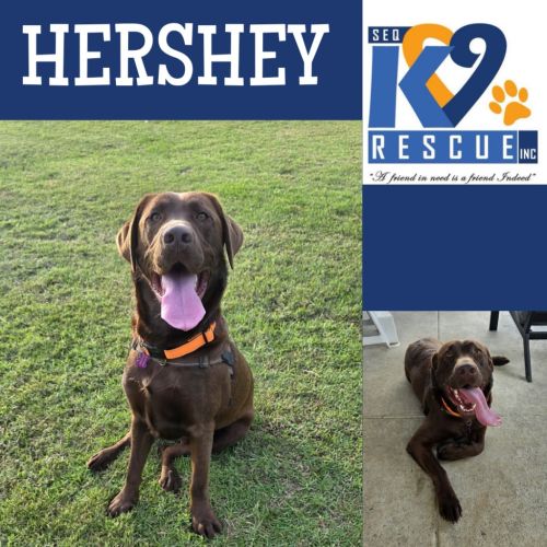 Hershey