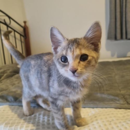 Nora