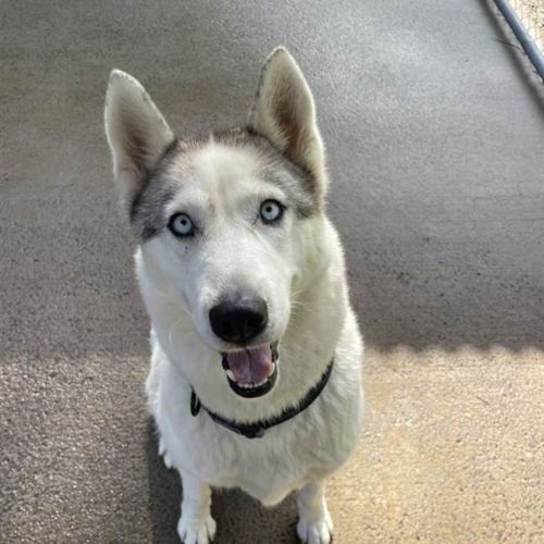 Nymeria