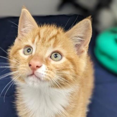 Ed