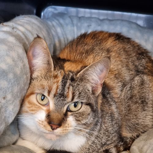 Mimi