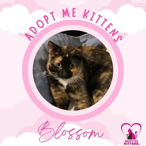 Blossom