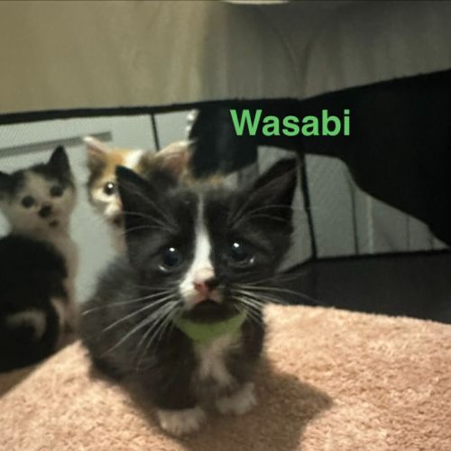 Wasabi