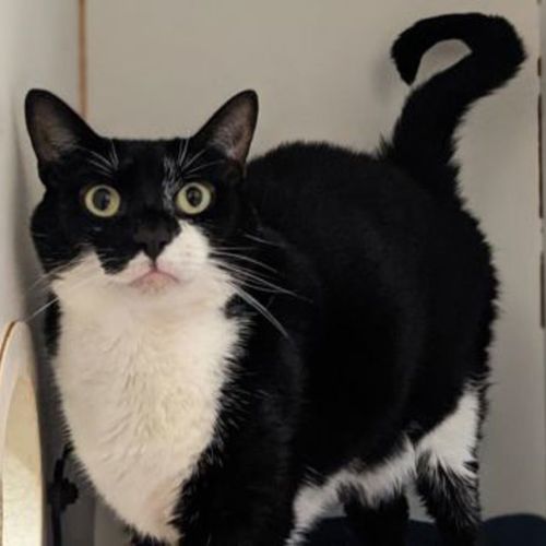 Figaro Steven