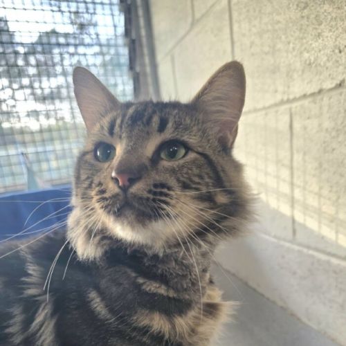 Simba