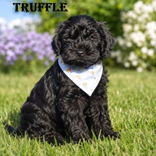 Truffle