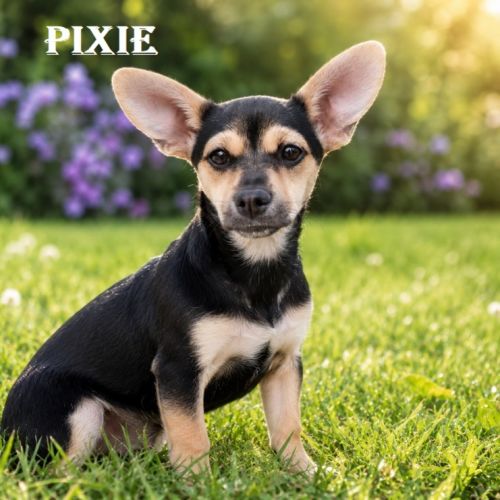 Pixie