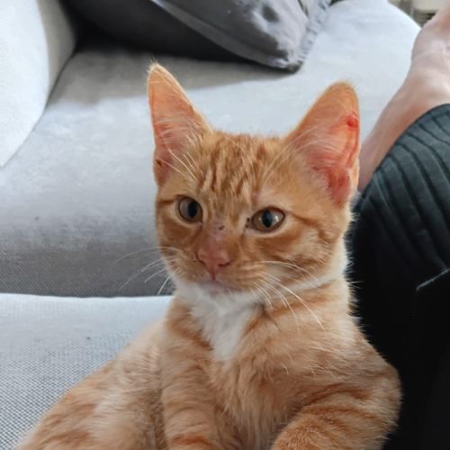 Snickers