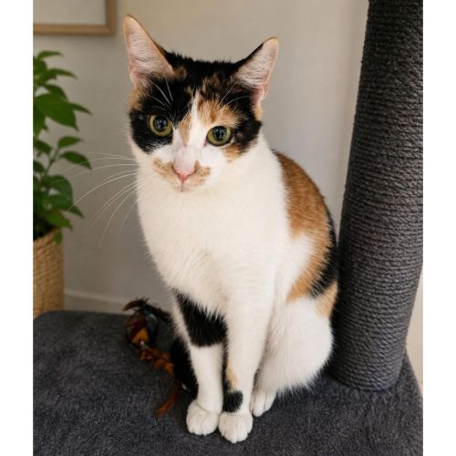 13743 - Lilly-Pie