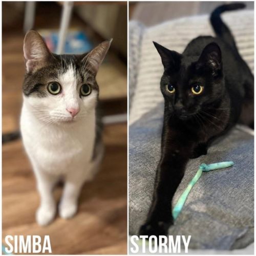 14184 & 14185 - Simba & Stormy