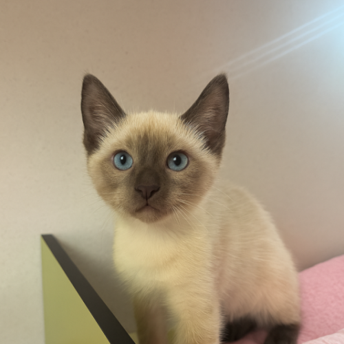 Basil
