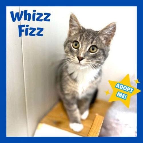 Whizz Fizz