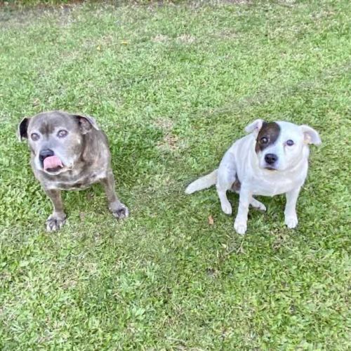Harley and Tera