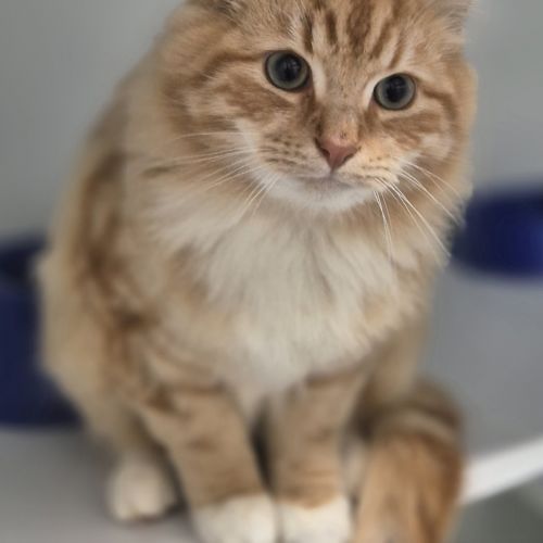 Percy