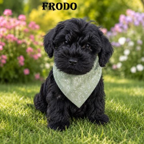 Frodo