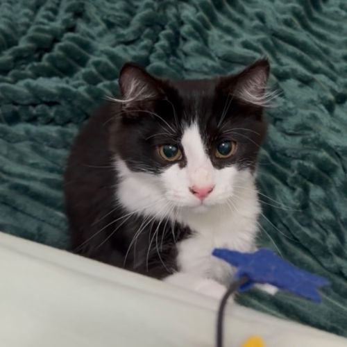 Hugo