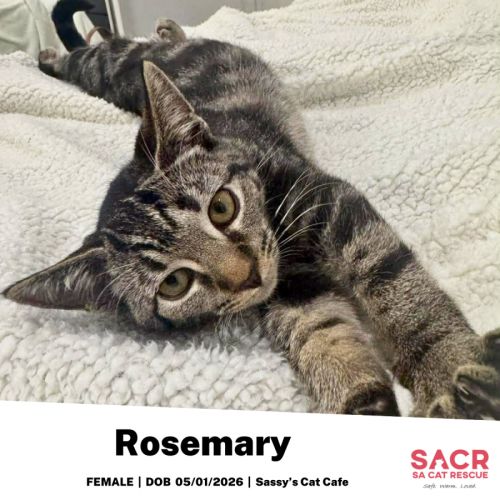 No photo for Rosemary