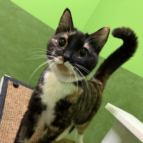 Bella (bonded With Booboo)