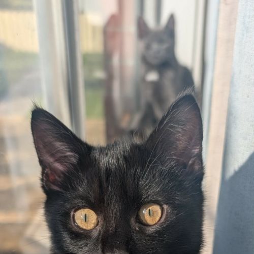 Mercury