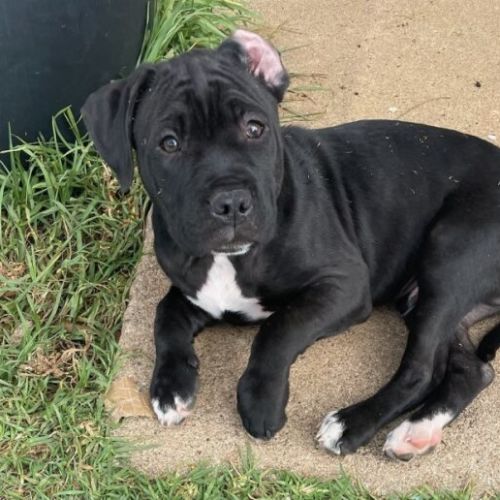 Zeus