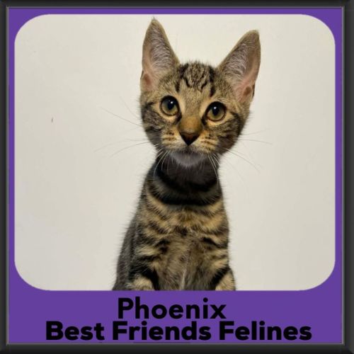Phoenix