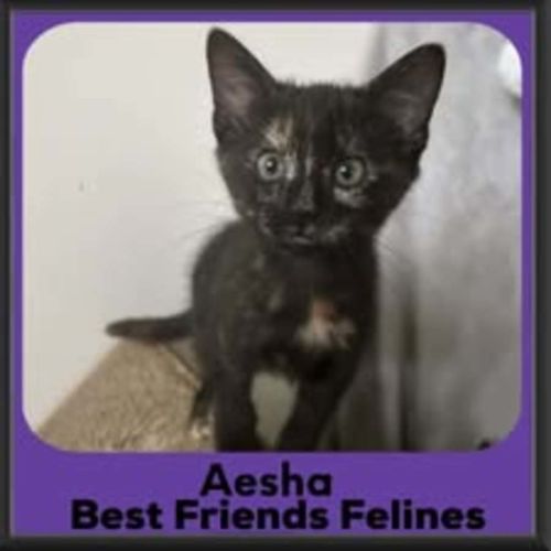 Aesha